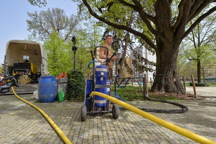 Fotografie z injektáže dubu: M. Pecuch 240409_Strom_ZCM_injektaz_3