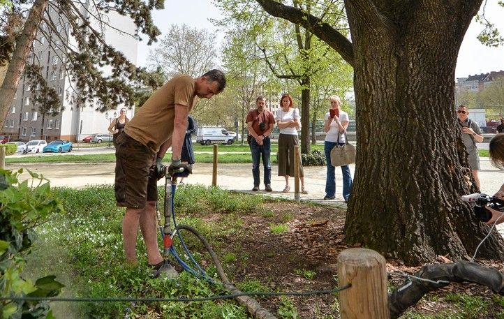 Ilustrační foto 240409_Strom_ZCM_injektaz_6