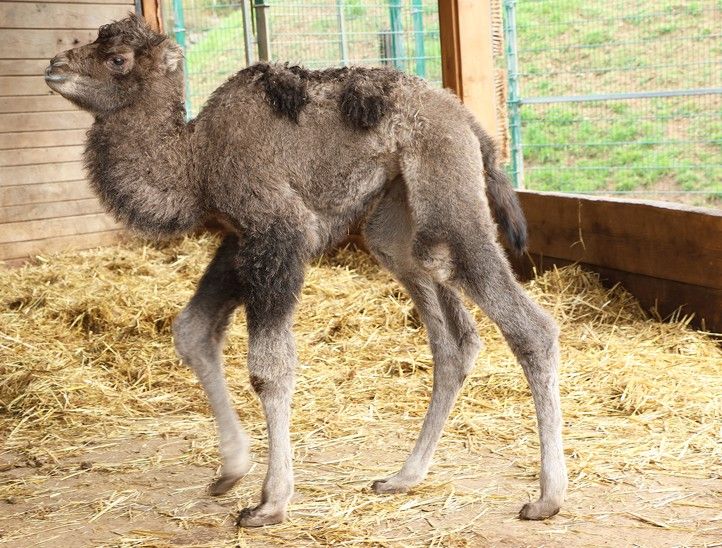 Fotografie: K. Misíková 240409_Velbloud_1