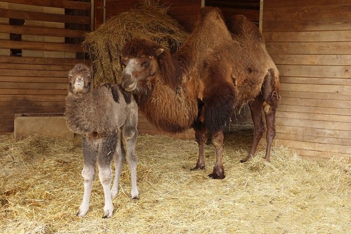 Fotografie: K. Misíková 240409_Velbloud_2