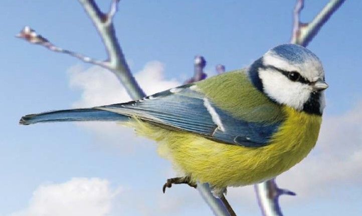 Ilustrační obrázek 240418_Ptaci_ptak_web