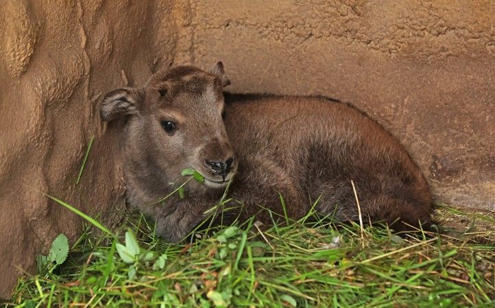 Zdroj fotografií: Zoo Plzeň 240617_Zoo_Takin_1