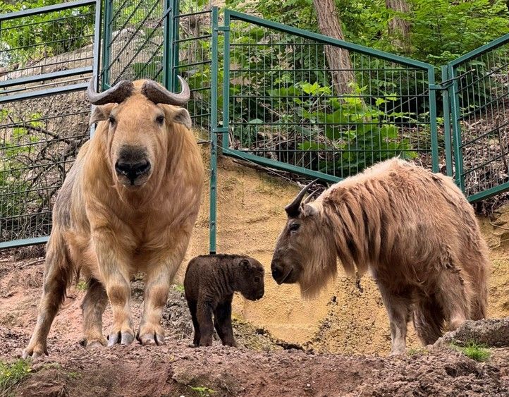 Zdroj fotografií: Zoo Plzeň 240617_Zoo_Takin_2