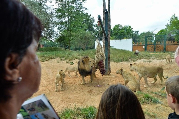 Fotografie: M. Pecuch 240702_Zoo_Tamika_lev_2