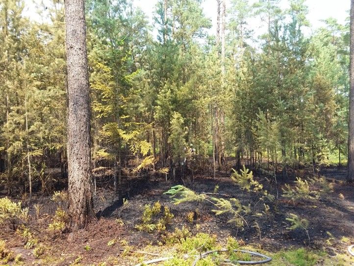 Zdroj fotografií: Správa veřejného statku města Plzně 240726_Les_stromy_ohen