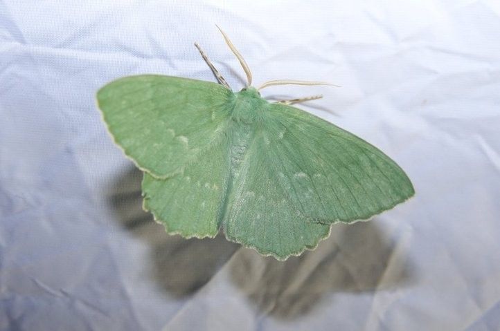 Sofonka zve na noční motýly. Fotografie: J. Walter 240903_motyly_sofronka_01