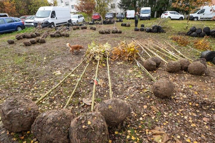 241118_Dreviny_stromy_1