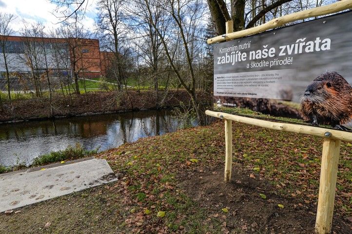 Fotografie: M. Pecuch 241129_Nutrie_1