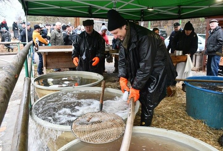 U Košináře začal prodej ryb na štědrovečerní stůl. Fotografie: R. Žáková 241219_prodej_ryb_03