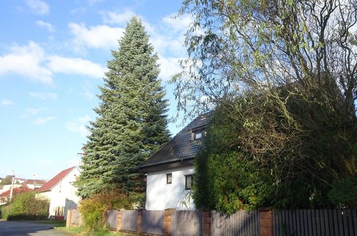 Ilustrační foto (zdroj: Správa veřejného statku města Plzně) 250903_Vanocni_strom_1