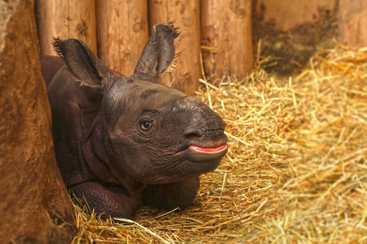 251126_Nosorozec_indicky_Zoo_1
