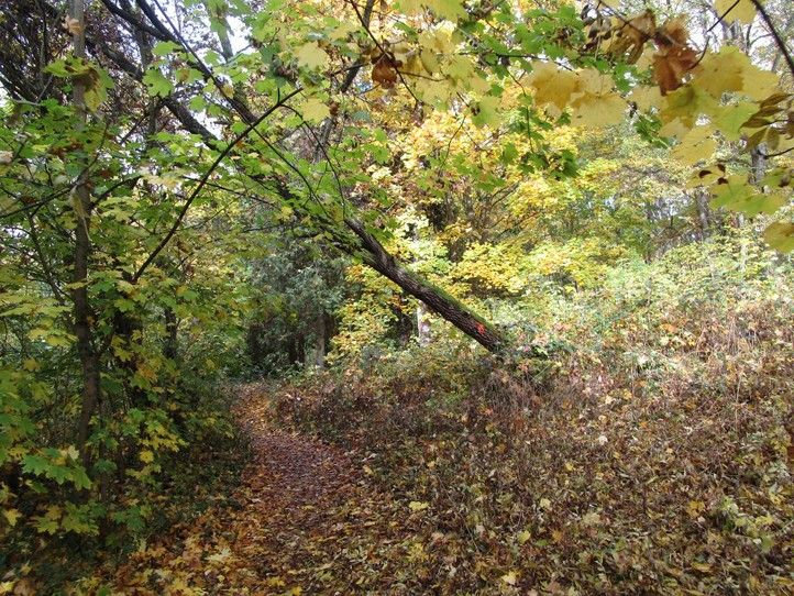 260121_Homolka_stromy_2