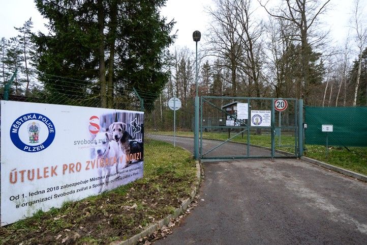 260127_Utulek_psi_kocky_zvirata_1