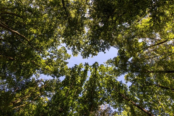 Fotografie: K. E. Hessová 260319_Milan_Sekac_les_1