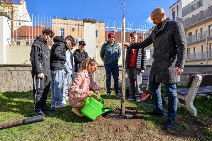Zdroj fotografií: město Plzeň 260330_Sezeni_stromu_1