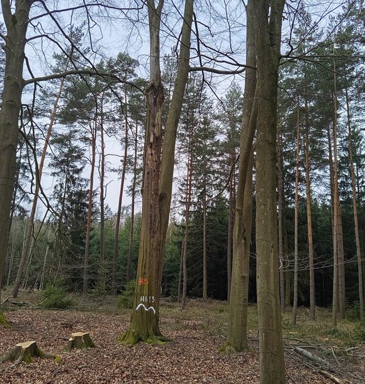 260417_Strom_znaceni_1